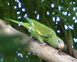 Monk Parakeet - Photo by Hilda Morales
